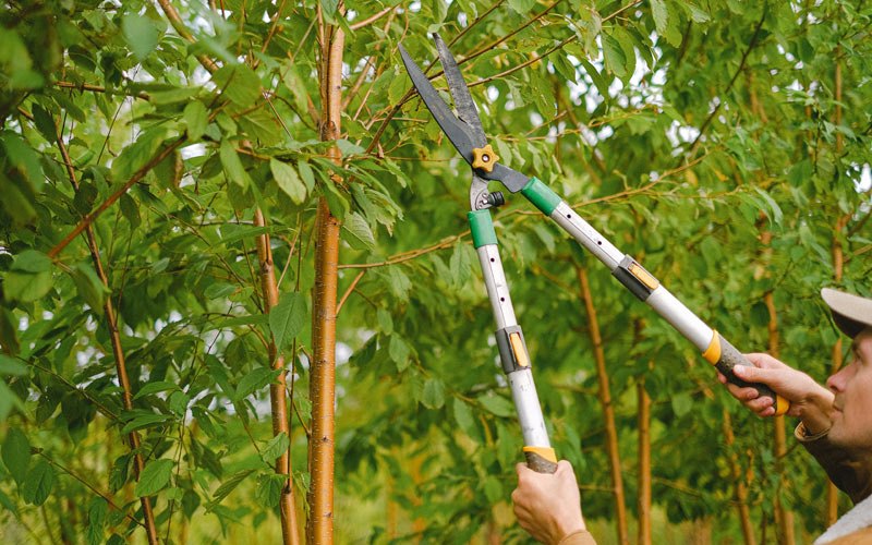 Tree trimming in Englewood Cliffs, NJ